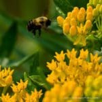 bee flying towards butterfly milkweed
