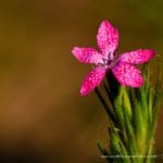 deptford pink flower