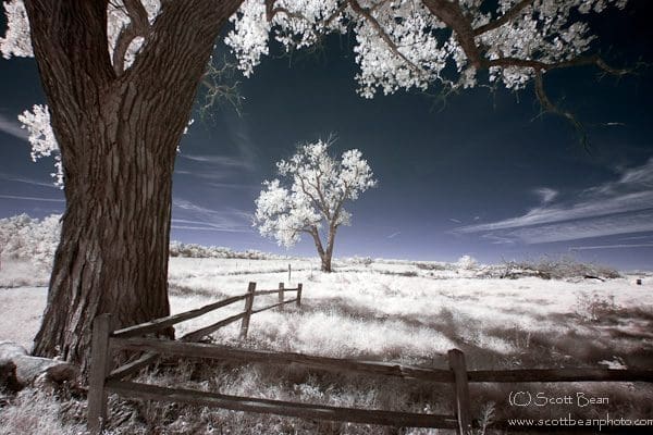 Cottonwoods and Fence in infrared