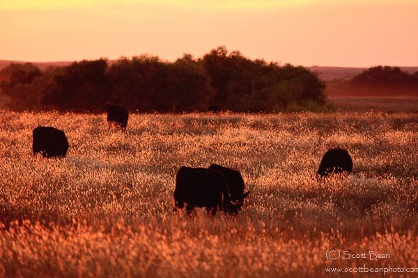 Livestock, Comanche County