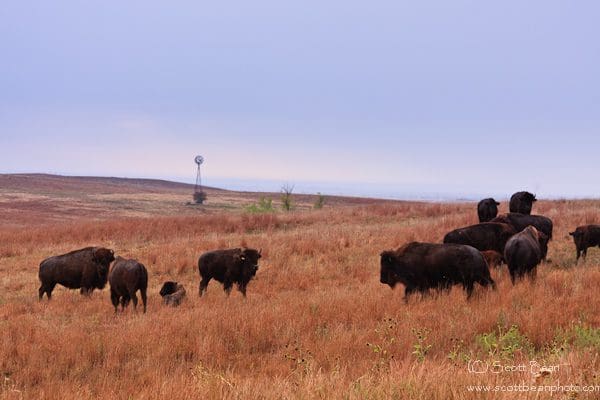 Bison at Big Basin