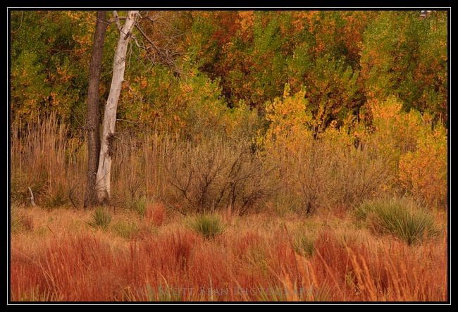 Fall Colors, Cedar Bluff