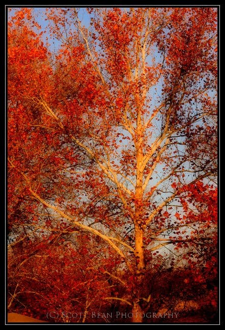 'Just' a tree