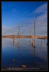 Sticks in the Water