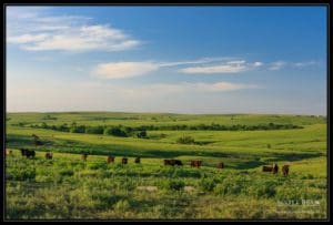 Green Pastures - Cattle grazing the Flint Hills