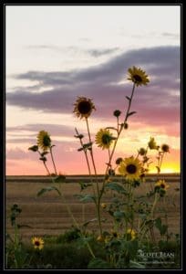 Sunflowers at sunset