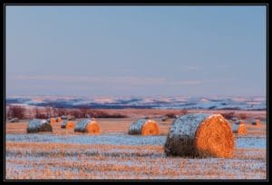 Snow Covered Bales