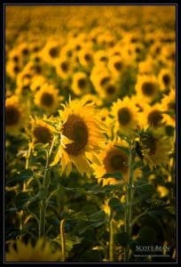 In bloom In bloom