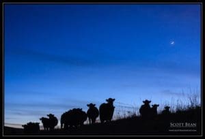 The Watchers The Watchers