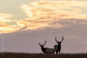 Morning Elk