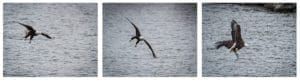 Eagle flying over Tuttle Creek Lake