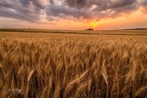 Kansas Wheat Field