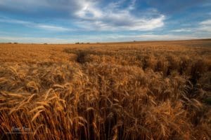 Kansas wheat field