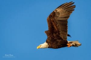 Bald Eagle Fly By 2