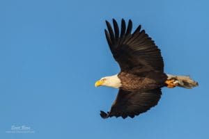 A Bald Eagle Flying overhead with a fish