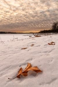 Leaf lying on the snow