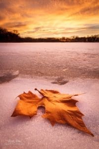  A leaf photographed at sunrise at the River Ponds near Manhattan, Kansas.