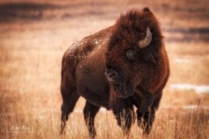 American Bison (buffalo) on the Maxwell Wildlife Refuge in Kansas.