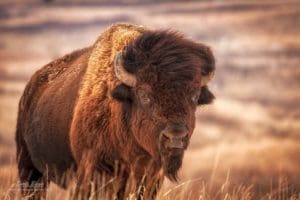 American Bison at the Maxwell Wildlife Refuge in Kansas.