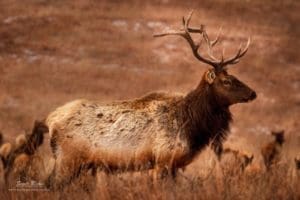 Elk at the Maxwell Wildlife Refuge, Kansas.