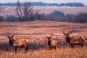 Elk at the Maxwell Wildlife Refuge