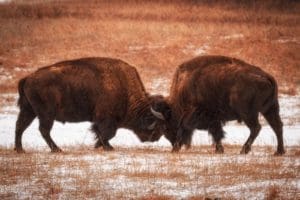 Bison 'Play'