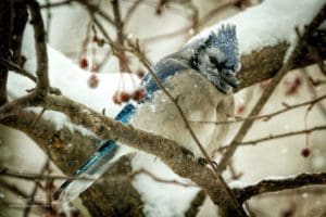 Blue Jay in a snow storm