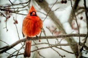 Cardinal in the Snow