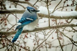 Blue Jay sitting on a branch during a snow storm