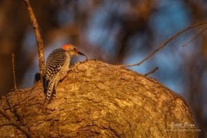 Red-bellied Woodpecker