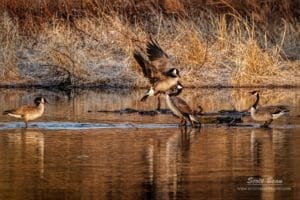 Geese at the Pottawatomie County Lake #2