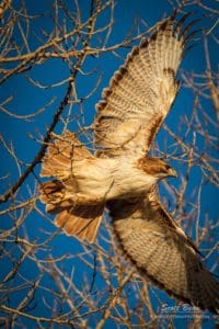 A red-tailed hawk takes flight