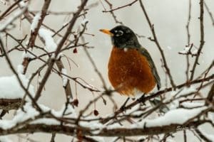 Robin