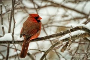 Cardinal
