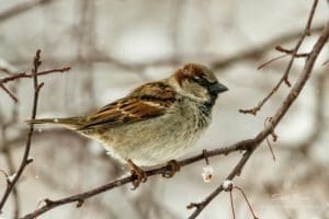 House Sparrow