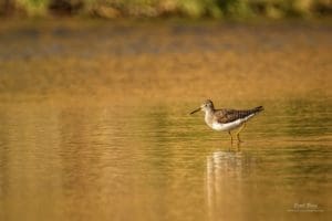 Upland Sandpiper