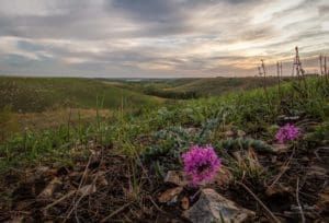 Wildflowers on the Tall Grass Prairie