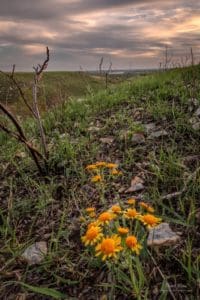 Prairie ragwort in the Flint Hills