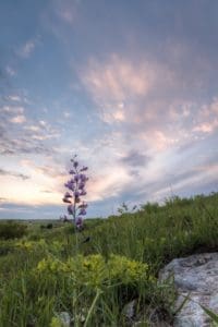 Blue false indigo - Marlatt Park