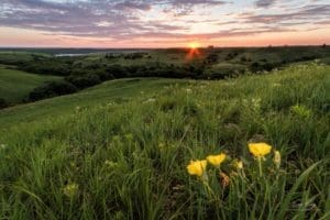 Primrose on the prairie