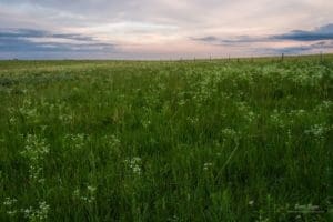 Field of flowers