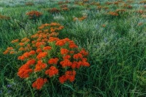 Color on the Prairie