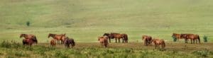 Wild Horses in the Flint Hills