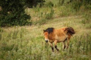 Wild horse in the Flint Hills