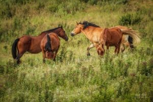 Wild horses in the Flint Hills