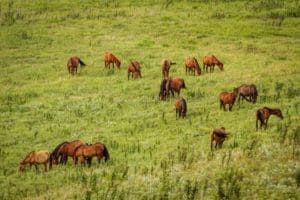 Wild horses grazing in the Flint Hills