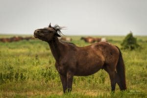 Wild horse in the Flint Hills of Kansas