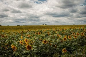 Kansas Sunflower Field
