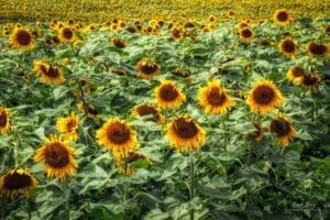 Kansas Sunflower Field