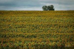 Kansas Sunflower Field
